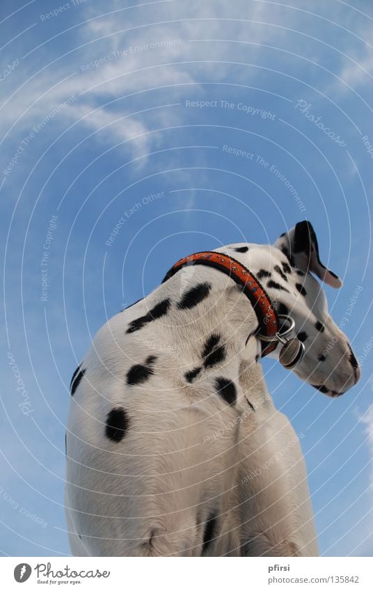 looking away Dog Dalmatian Pet Animal Spotted Black White Neckband Looking Looking away Right Worm's-eye view Clouds Mammal Sky Blue dalmation chien enzo