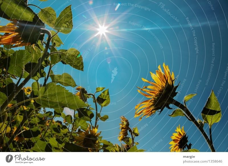 Sunflowers with a blue sky and a bright sun Environment Nature Plant Animal Sky Cloudless sky Sunlight Beautiful weather Flower Leaf Blossom Foliage plant