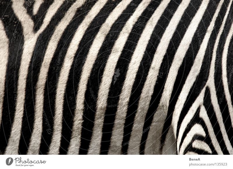 Zz Zebra Quagga Odd-toed ungulate Horse Zebra crossing Stripe Camouflage Pattern Carpet Black White Pelt Africa Steppe Animal Zoo Nature Safari