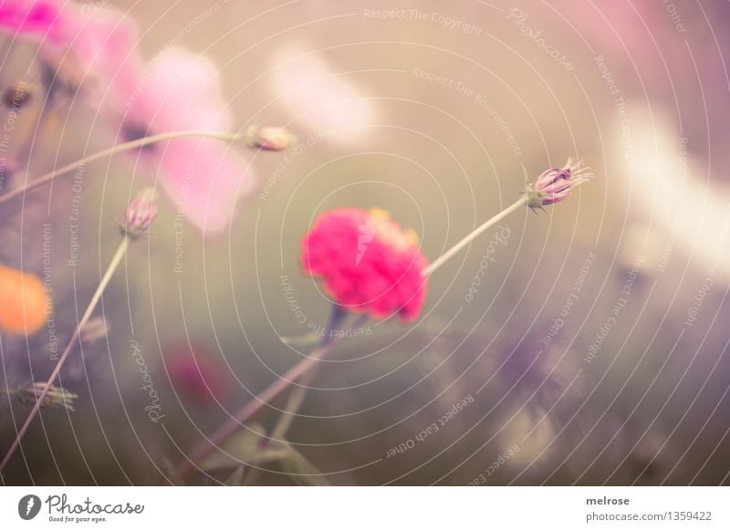 pastel Elegant Style Environment Nature Plant Autumn Beautiful weather Flower Grass Blossom Wild plant Bud Part of the plant Flower stem Meadow spot of colour
