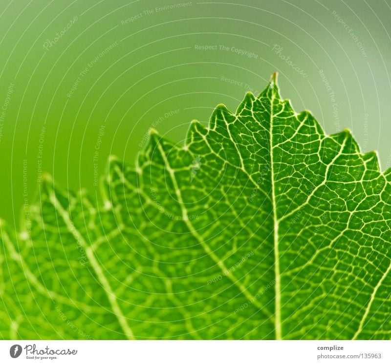 leaf Leaf Vessel Green Corner Worm Plant Tree Bushes Rachis Sky blue Vista Photosynthesis Synthesis Verdant Deciduous tree Summer Spring Equal Nature