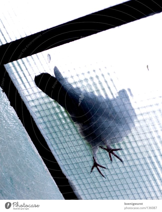 Better a pigeon on the roof than anything else. Pigeon Frosted glass Worm's-eye view Bird Balcony Glass roof Transience Blue Feet Feather Flying