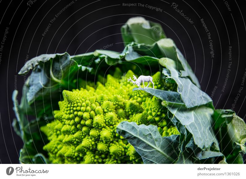 Deer gnawing at the leaf of a Romanesco Environment Nature Landscape Beautiful weather Plant Agricultural crop Wild animal Bravery Self-confident Cool (slang)