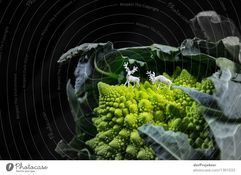White deer on romanesco cabbage Vacation & Travel Far-off places Freedom Environment Nature Landscape Plant Animal Esthetic Authentic Emotions Self-confident