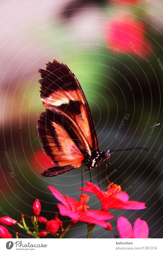 gaudy Nature Plant Animal Summer Beautiful weather Flower Leaf Blossom Garden Park Meadow Wild animal Butterfly Animal face Wing 1 Observe Blossoming Fragrance