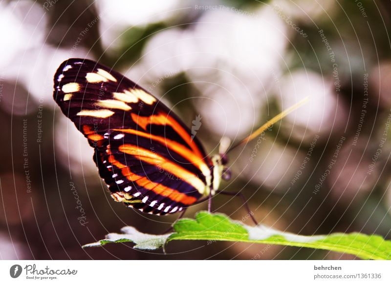 zebra Nature Plant Animal Spring Summer Tree Leaf Garden Park Meadow Wild animal Butterfly Wing 1 Observe Relaxation Flying To feed Sit Exceptional Elegant
