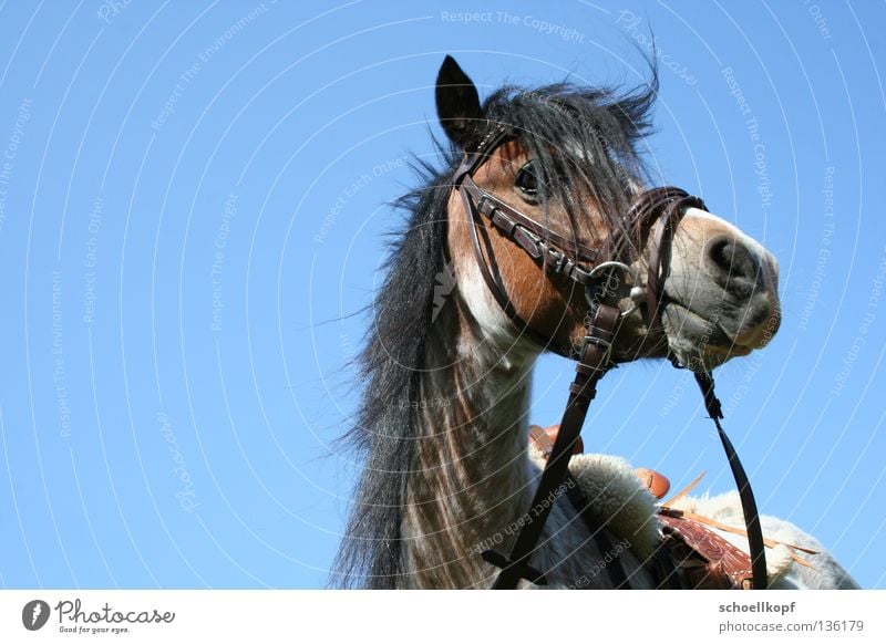 Pony in the sky Horse Bridle Mane Isolated Image Mammal Equestrian sports Bangs small horse Sky Saddle