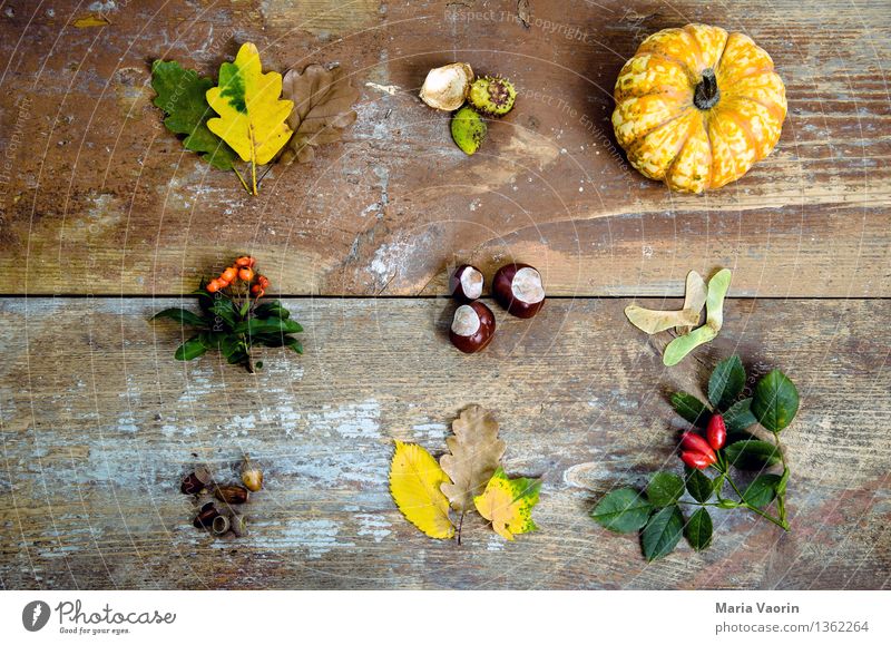 Autumn in detail Food Vegetable Nature Plant Bushes Leaf Foliage plant Wood Faded Environment Transience Change Autumn leaves Pumpkin Chestnut Rose hip Acorn