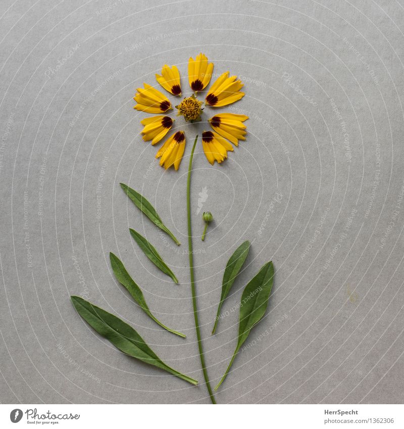 Kit Flower II Plant Leaf Blossom Esthetic Broken Funny Yellow Gray Green Super Still Life Handicraft construction kit Connect Repaired Creation knolling