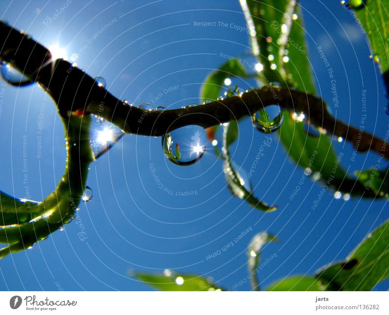 good morning picture Wet Tree Leaf Fresh Sunbeam Celestial bodies and the universe Water Drops of water Rain Rope Sky spieglung jarts Nature Blue Branch