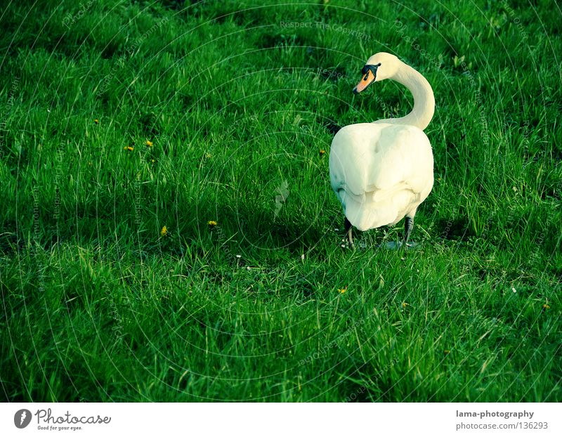 I got eyes, too. You asshole! Swan Mute swan Goose Waddle Meadow Grass Elegant White Animal Beak Hind quarters Tails Rotate Looking Tighten Walking Bird Summer