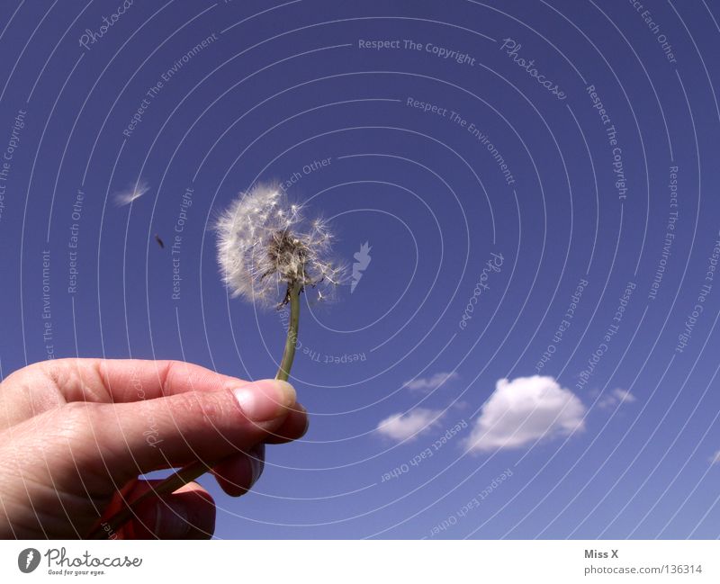 Something's flying. Colour photo Exterior shot Day Joy Summer Aviation Hand Fingers Sky Clouds Flower Flying Faded Blue White Dandelion Blow Departure Thumb