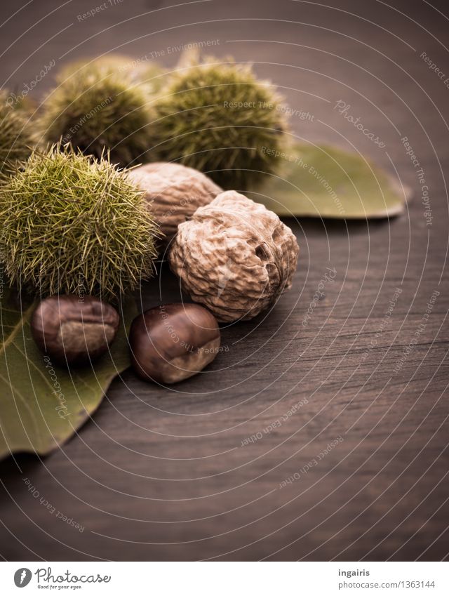 Autumn fruit 2 Plant Leaf Walnut Nut Edible nut Fruit Sweet chestnut Wood Healthy Delicious Natural Round Thorny Brown Green Tree fruit Chestnut Thanksgiving
