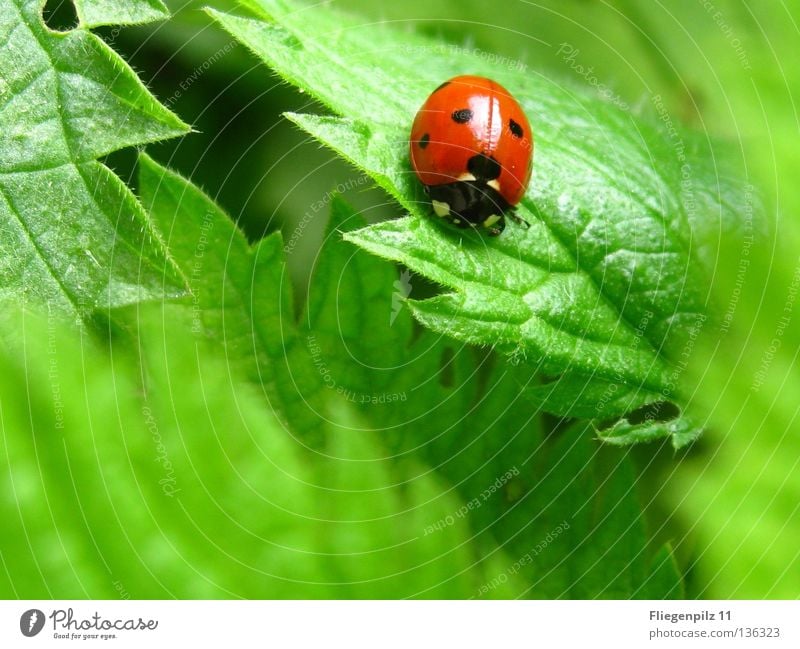 Ladybird on nettle Nature Plant Leaf Animal 1 To enjoy Natural Point Green Red Happy Contentment Calm Spotted Stinging nettle Insect Grass green Medicinal plant
