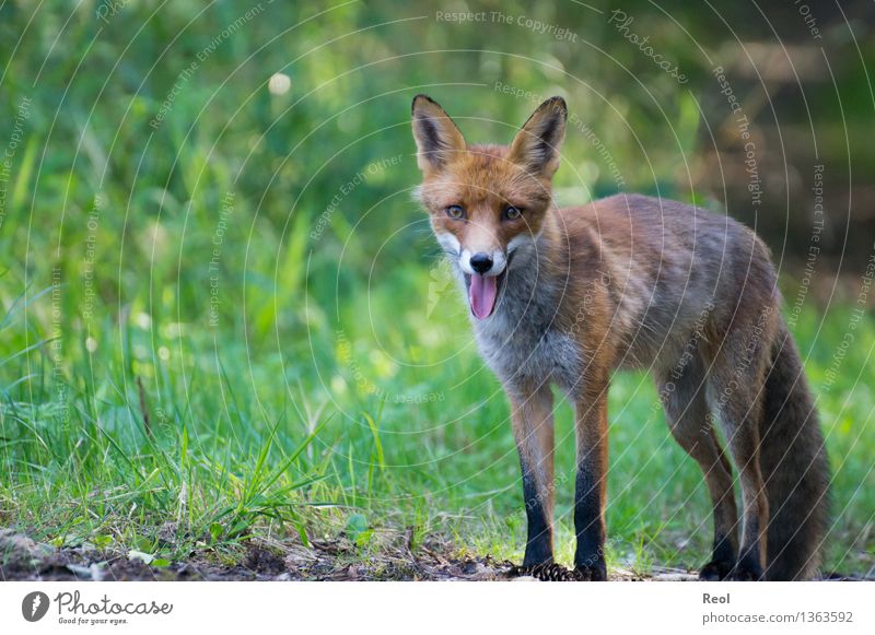 Fox I Nature Animal Summer Beautiful weather Grass Forest Wild animal 1 Observe Breathe Looking into the camera Green Forest animal Stand Free Tongue Wait
