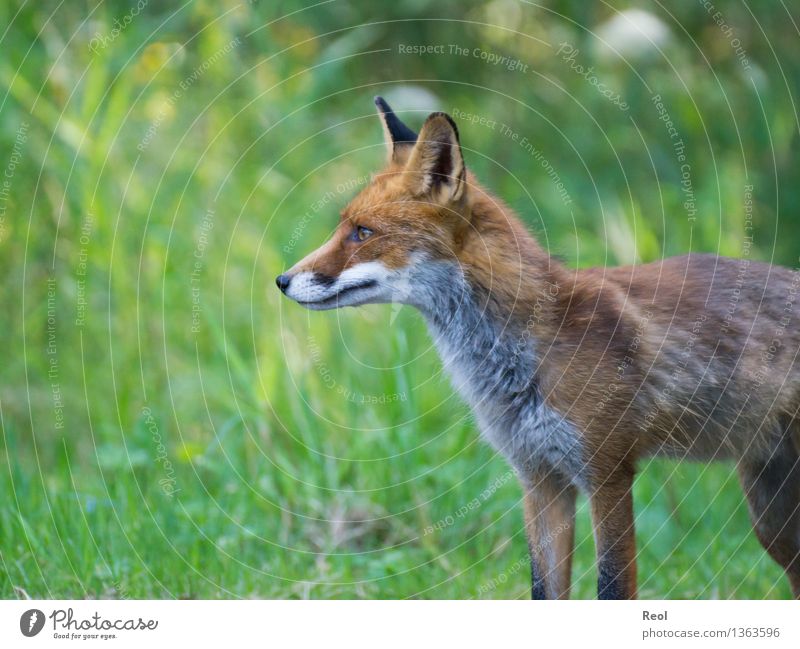 Fox II Nature Animal Summer Beautiful weather Grass Meadow Forest Wild animal 1 Observe Green Hunting Stand Forest animal Domestic Clearing Free Listening