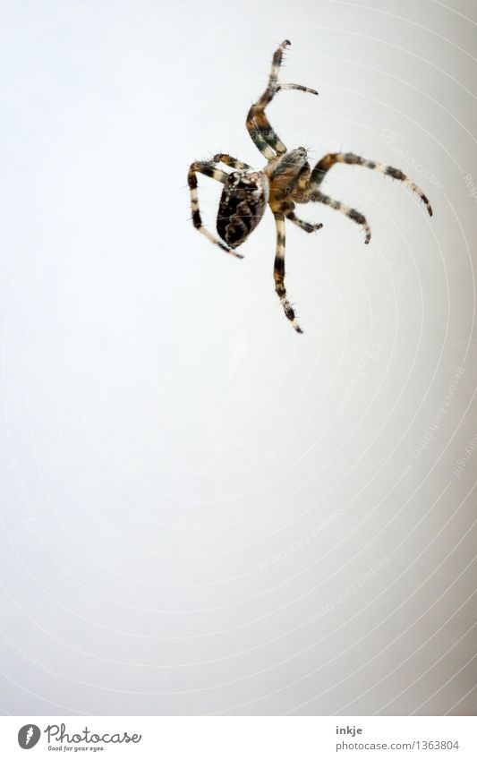 shadowless Facade Animal Wild animal Spider 1 Hang Crawl Thin Disgust Small Brown White Emotions Bright background Above Spider legs Colour photo Exterior shot