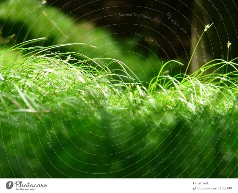green green grass of home Grass Green Meadow Spring Jump easter light sun