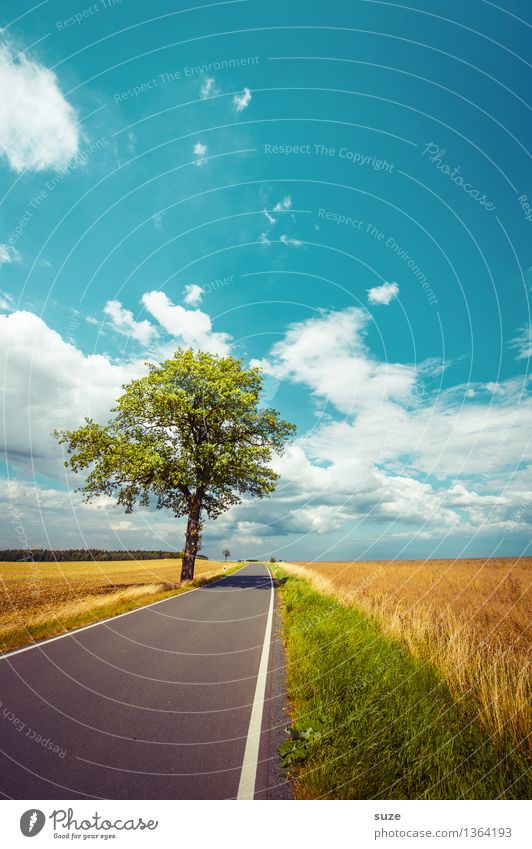 After the summer Environment Nature Landscape Plant Sky Clouds Horizon Autumn Weather Beautiful weather Tree Meadow Field Transport Traffic infrastructure