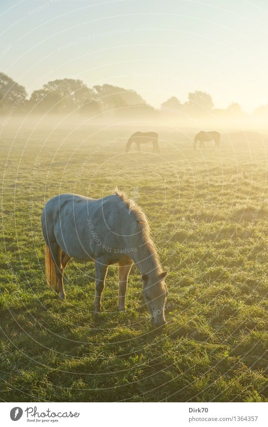 Mildew in the morning Ride Agriculture Forestry Nature Cloudless sky Sunlight Summer Autumn Beautiful weather Fog Tree Grass Meadow Pasture Bremen Lower Saxony