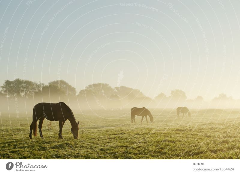All the beautiful horses Ride Agriculture Forestry Nature Landscape Cloudless sky Autumn Beautiful weather Fog Tree Grass Bushes Meadow Field Pasture Animal Pet