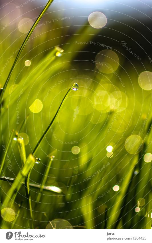 green with drops Plant Drops of water Beautiful weather Grass Fluid Fresh Bright Wet Natural Nature Transience Colour photo Exterior shot Close-up
