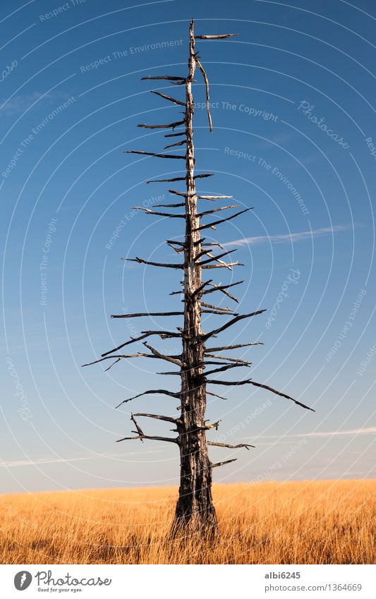 Charred tree Safari Environment Nature Landscape Earth Fire Sky Cloudless sky Autumn Climate Climate change Warmth Drought Tree Bog Creepy Naked Blue Yellow