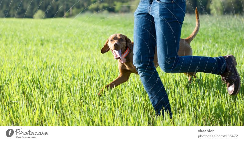 run, run, run... Dog Meadow Friendship Mammal Fitness Walking Legs Running Joy Partner Movement