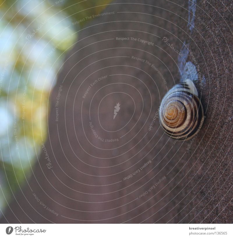 snail shelter Nature Animal Snail Stone Blue Brown Green Mucus Spiral Snail shell Exterior shot Suspended Hold Trail of mucus 1 Deserted Snail slime