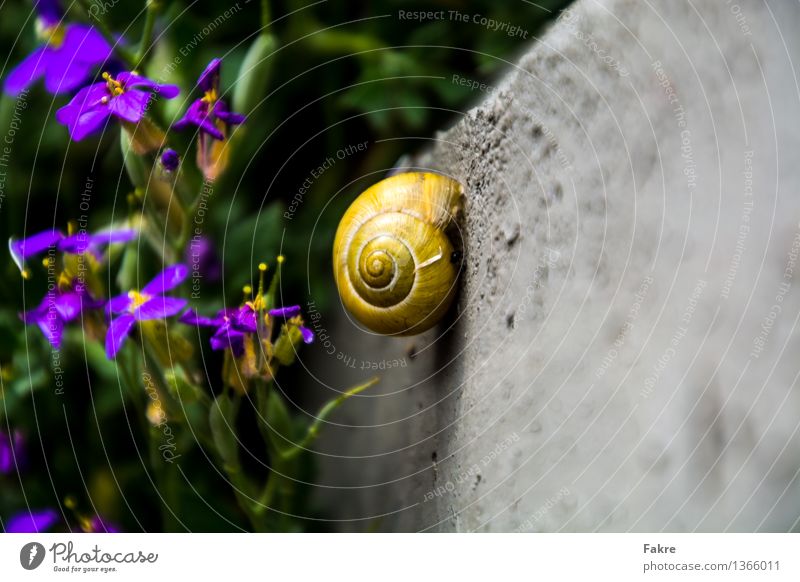 snail Animal Wild animal Snail 1 flowers Concrete Nature Colour photo Multicoloured Exterior shot Deserted Copy Space right Copy Space bottom Day Blur