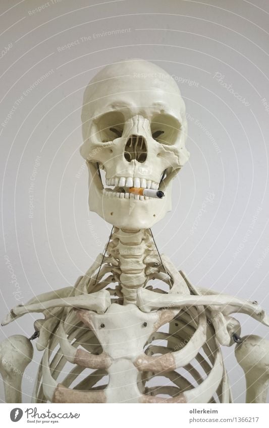 Skeleton - Smoker III Healthy Smoking Human being Body Head Cigarette Threat To enjoy Teeth Set of teeth Shoulder Collarbone Spinal column Death's head