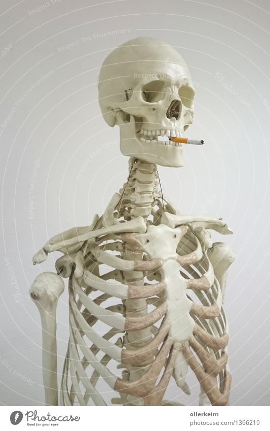 Skeleton - Smoker I Healthy Smoking Human being Body Head Face Cigarette Threat To enjoy Upper body Death's head Colour photo Interior shot Deserted