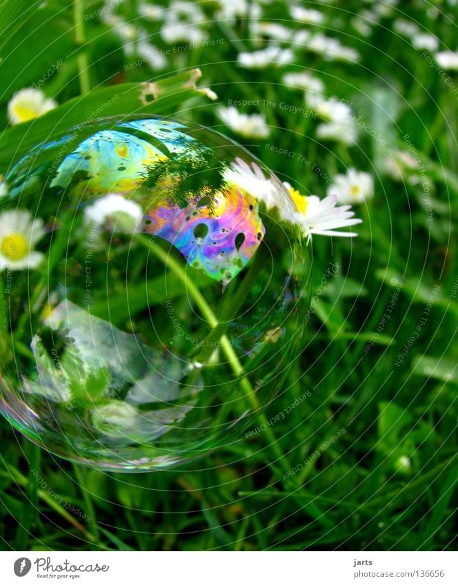 World of health Meadow Grass Daisy Green Multicoloured Prismatic colors Air Aviation sieve bubble Bubble small world jarts intact world Colour