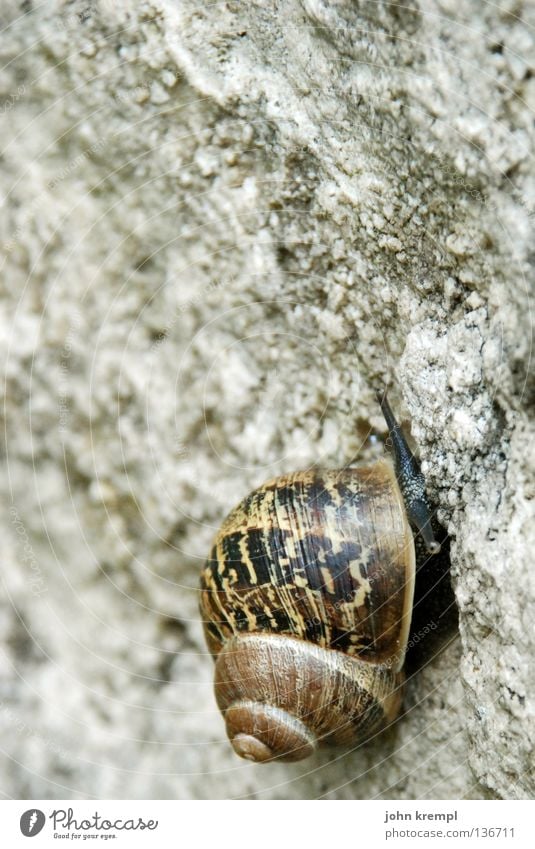 it's a long way to the top Snail Gray Brown Upward Go up Effort Complex Snail shell Pattern Circle Cemetery Tombstone Stone cimitero acattolico di roma