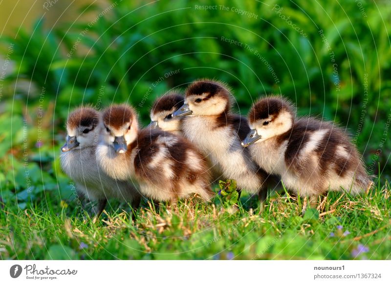 Little brother and sister Animal Wild animal Nile Goose Group of animals Baby animal Freeze Crouch Sit Fuzz Soft Chick Cute Meadow Protect move together Heat