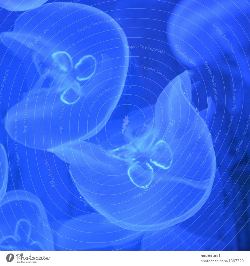 Jellyfish in blue Animal Wild animal Group of animals Swimming & Bathing Authentic aurelia aurelia aurita cnidaria Sea water Nettle animal umbrella jellyfish