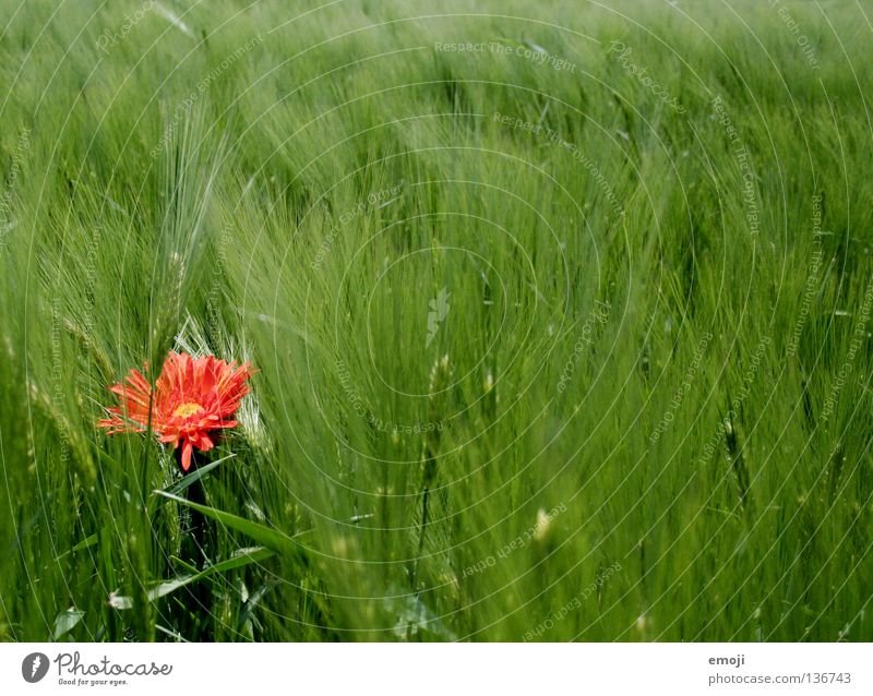 # Flower Red Patch of colour Animal Girlish Cornfield Field Wheat Wheatfield Middle Yellow Spring Summer Jump Happiness Sweet False Sounds of levity Kitsch