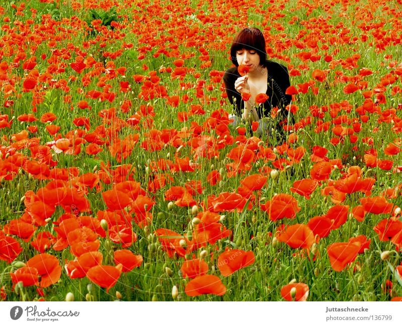 Summer! Good morning Poppy Corn poppy Field Red Flower Recently Woman Crouch To enjoy Odor Dreamily Middle Romance amid Nature Juttas snail Poppy field