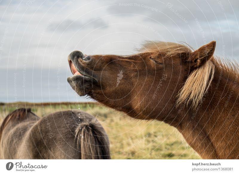 good joke. Animal Iceland Pony 1 Relaxation Kissing Sour Joy Happy Contentment Infatuation Thirst Communicate Joie de vivre (Vitality) Break Perspective Odor