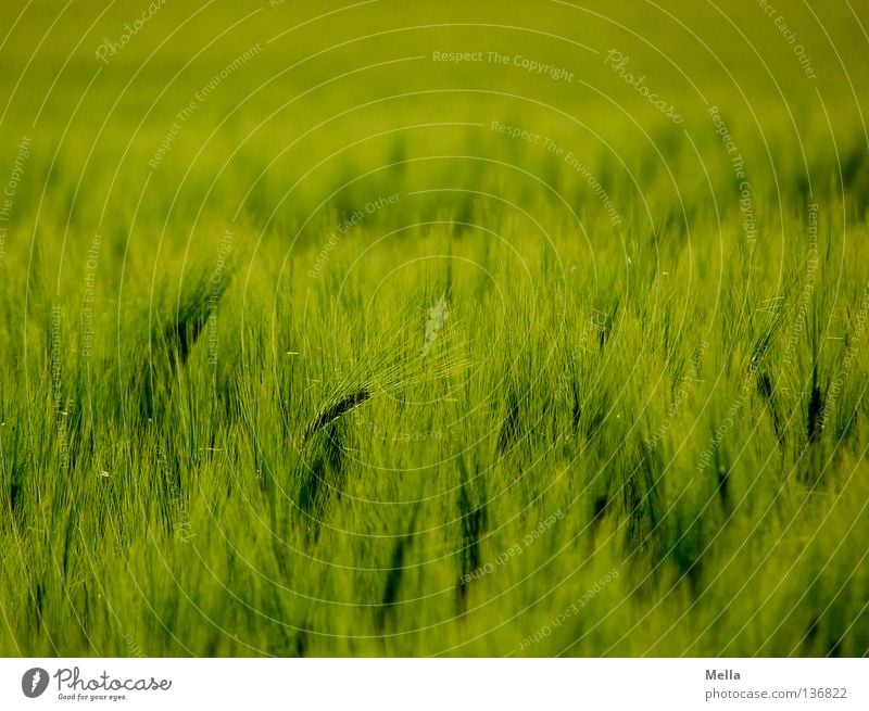 cereal sea Barley Field Green Agriculture Spring Soft Waves Far-off places Ear of corn Ecological Environment Genetic engineering Growth Maturing time May Grain