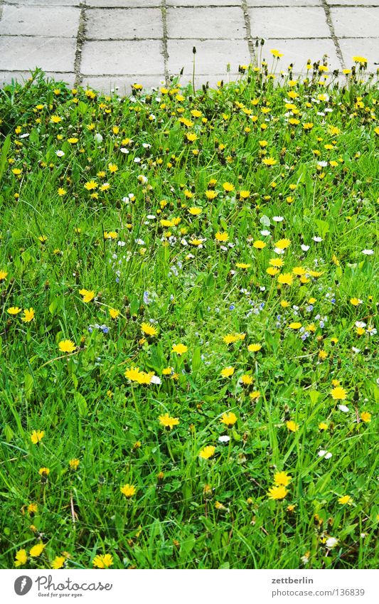 Roadside in Aschersleben Meadow Grass Dandelion Daisy Green Green space Sidewalk Saxony-Anhalt Traffic infrastructure Boredom roadside green aschersleben