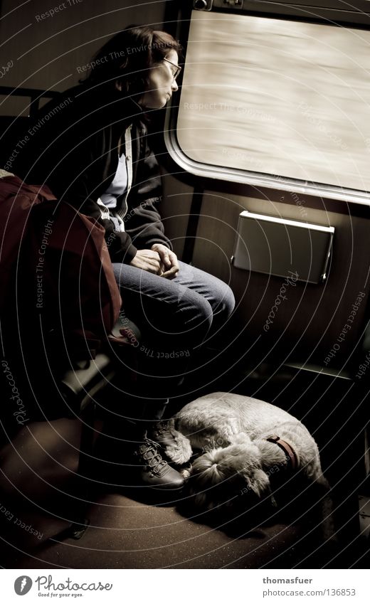 sleeping woman with dog in train Vacation & Travel Woman Adults Transport Train travel Bus Railroad Dog Movement Dream Sadness Modest Boredom Grief Loneliness