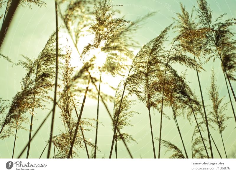 The waves of the wind Common Reed Grass Wind Delicate Small Easy Lake Habitat Spring Juncus Blade of grass Grassland Plant Meadow Back-light Sun Dazzle