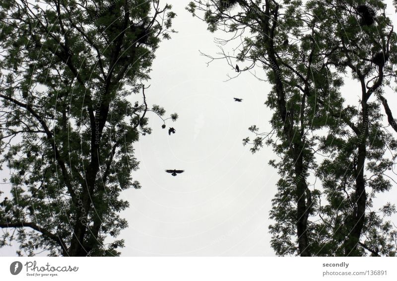 Dickmadam Small Tree Bird Raven birds Nest Silhouette Gray Green Beautiful 1 Sky Lush