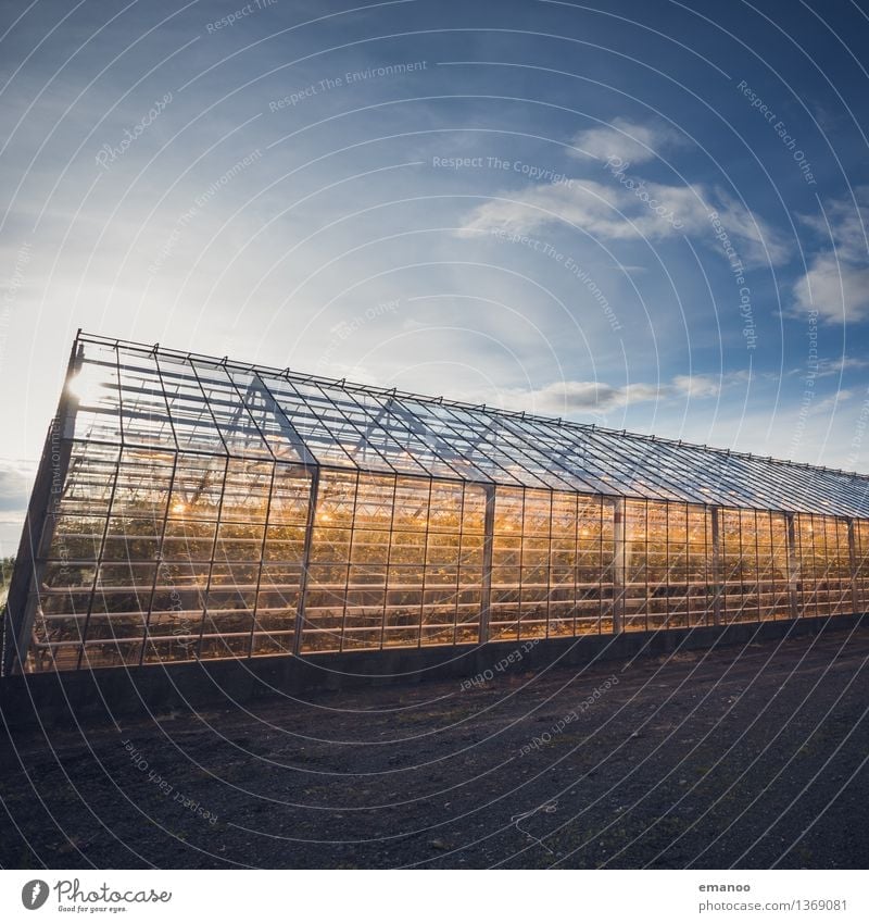 glass house Agriculture Forestry Industry Technology Advancement Future Energy industry Renewable energy Solar Power Sky Climate Warmth Plant Agricultural crop