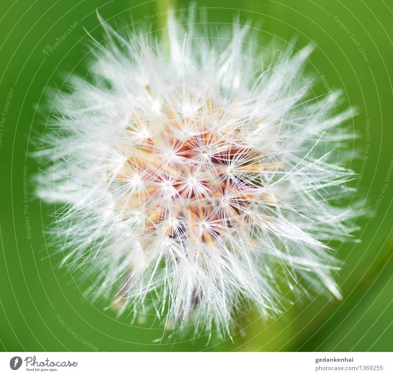 dandelion Environment Nature Plant Blossom Wild plant Garden Blossoming Flying Beautiful Spring fever Calm Delicate Ease Green Colour photo Exterior shot