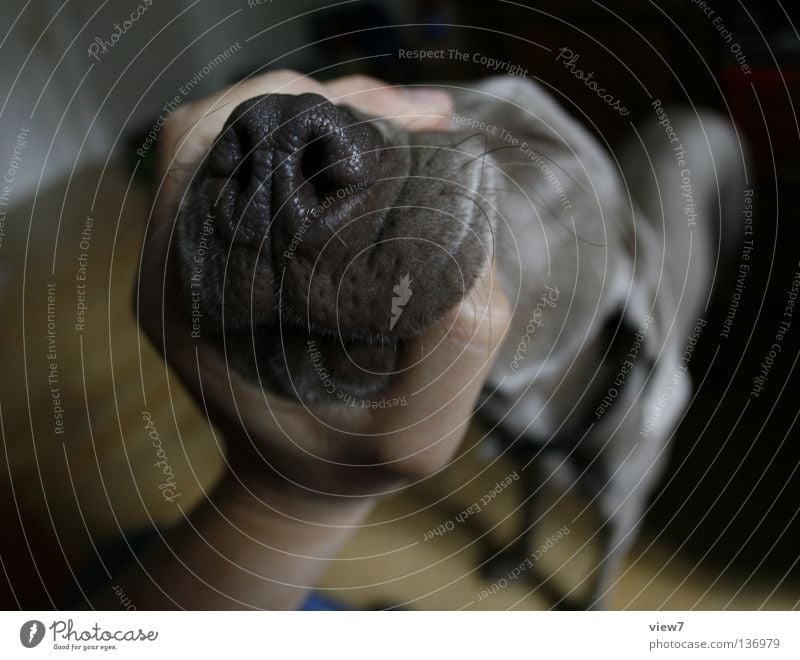 Shut the fuck up! Dog Weimaraner Snout Hand Wide angle Near Pushing Narrow Annoying Anguish Gray Across Mammal Anger Aggravation To hold on Muzzle Funny Nose