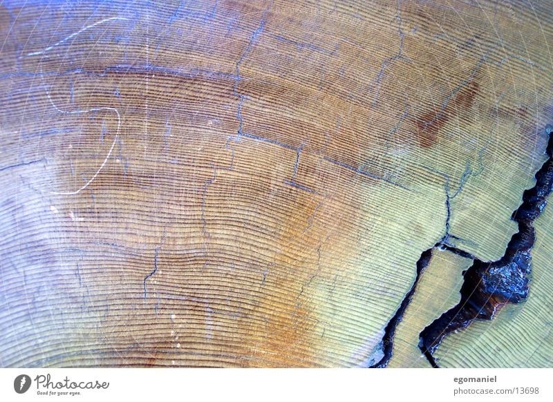 sequoia Tree Redwood Wood Growth Nature Detail age rings Circle Life