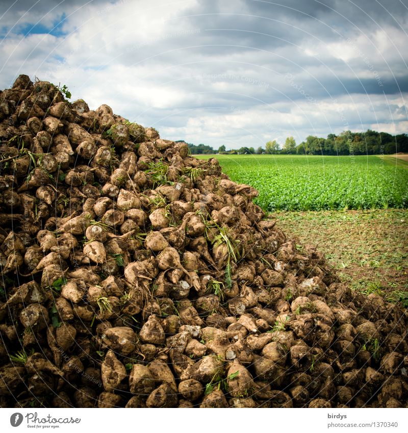 sugar mountain Sugar Agriculture Forestry Clouds Summer Autumn Agricultural crop Sugar beet Field Success Yellow Gray Green To enjoy Healthy Competition Luxury