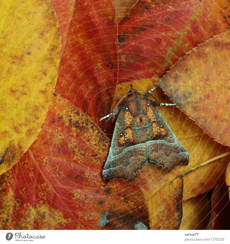 CAMOUFLAGE Nature Plant Animal Earth Autumn Leaf Butterfly Dusky Screech Owl Cinnamon Scops Owl Insect Moth 1 Brown Multicoloured Yellow Orange Red Design Calm